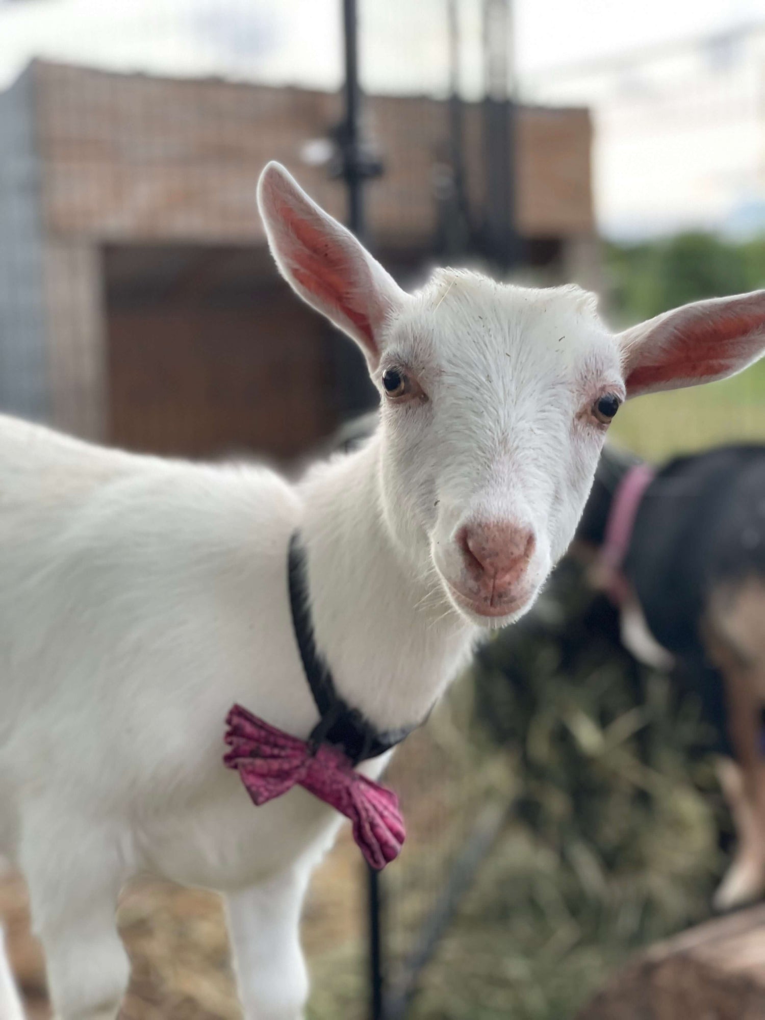 Goat-ing Crazy with These Fascinating Facts About Goats! Cute white goat with a pink bowtie.