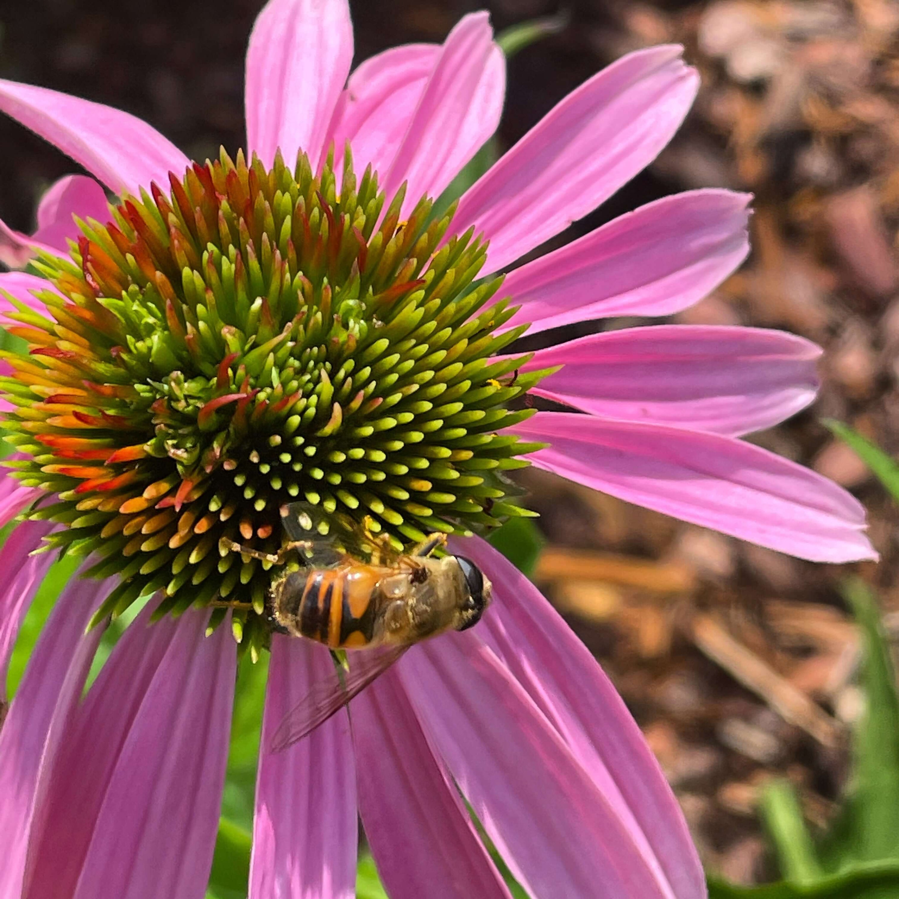 bpollen: Health Benefits, Uses, and Nutritional Value - Honeybee collecting pollen from a pink flower.