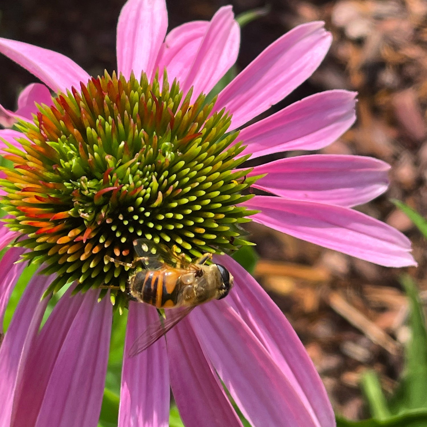 bpollen: Health Benefits, Uses, and Nutritional Value