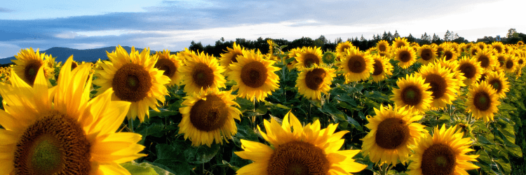 Sunflower field representing Sunflower Oil as Moisturizer for Radiant Skin benefits.