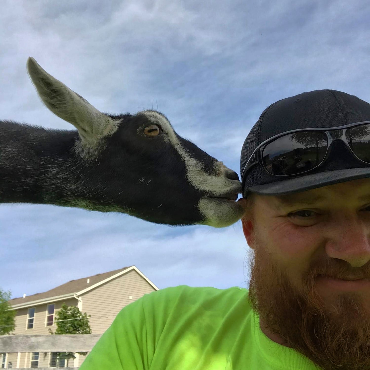 Living with Goats