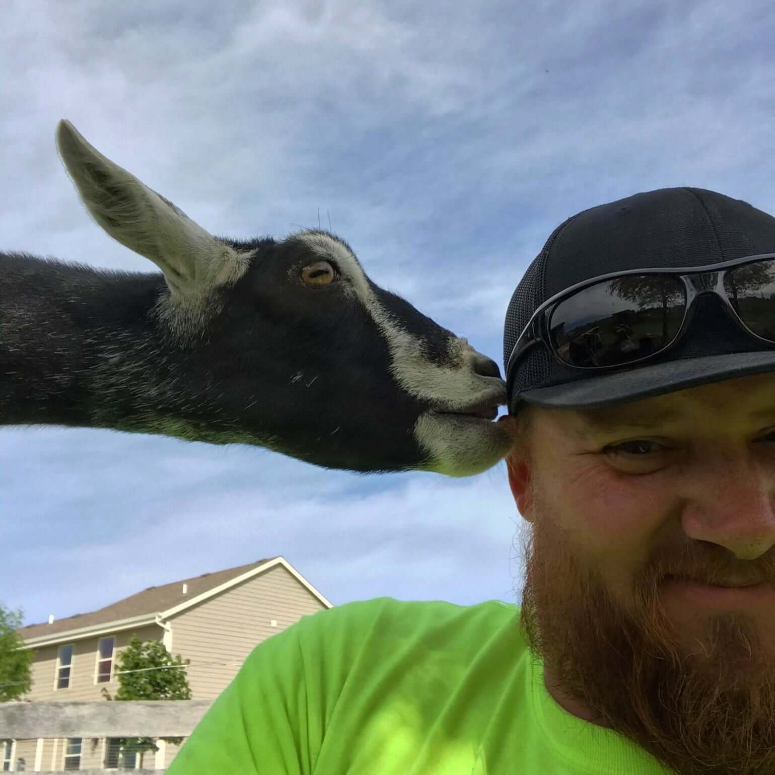A man in a bright green shirt enjoying a moment with a goat, showcasing aspects of Living with Goats.