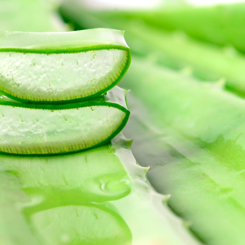 Close-up of sliced aloe vera plant with a blurred green background