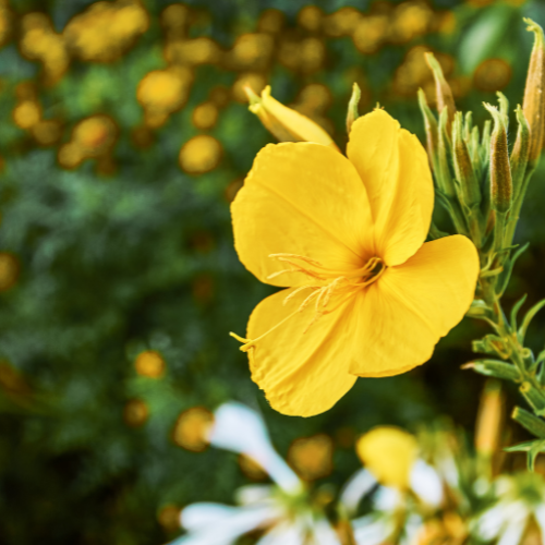 Close-up of a yellow flower with a blurred green background