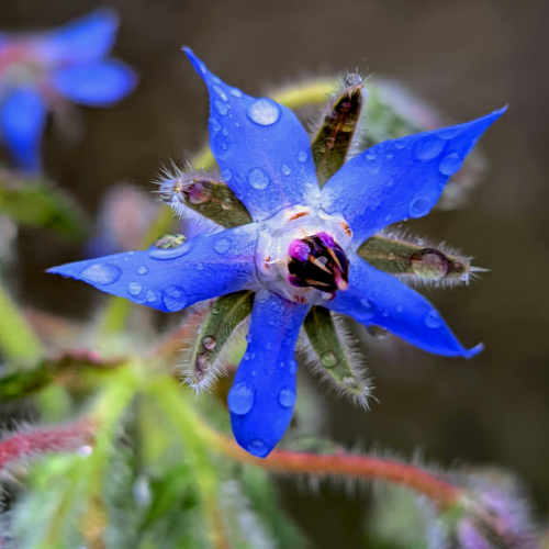 Close-up of a blue flower with water droplets on a blurred natural background
