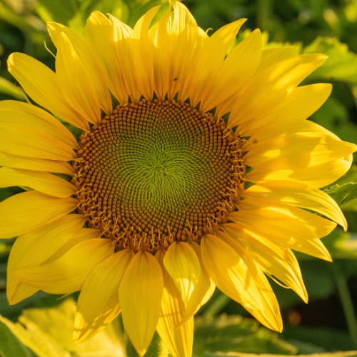 Close-up of a bright yellow sunflower with a green center against a blurred green background.